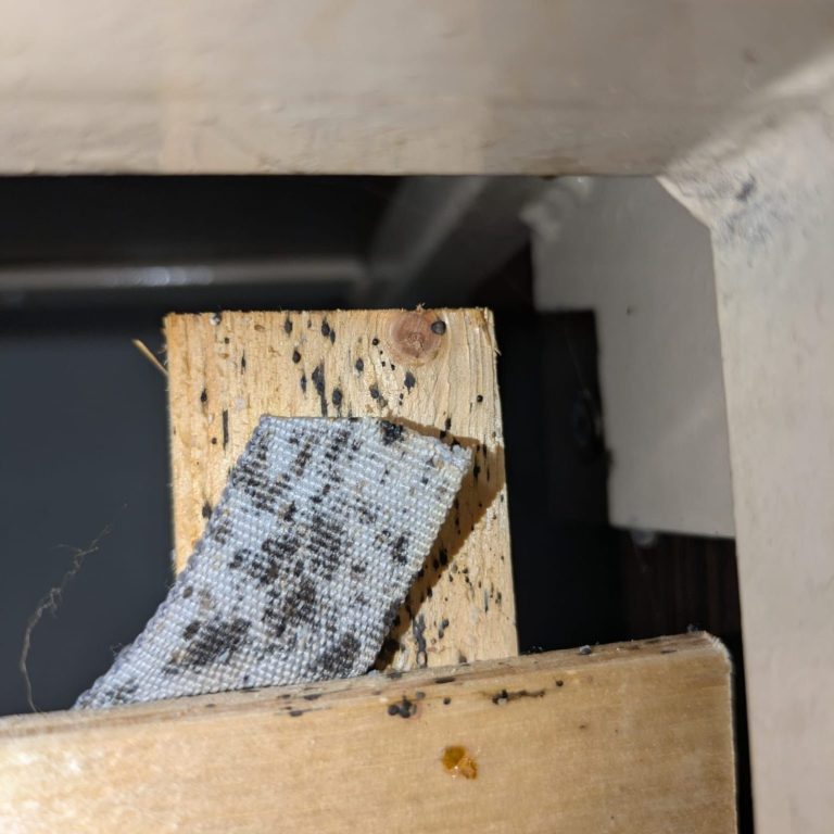 Lattenrost mit Bettwanzenkotspuren, schwarze kleine Flecken