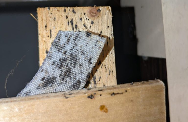 Ein Nahaufnahme einer Bettwanze auf menschlicher Haut. Braun, länglich und segmentiert.